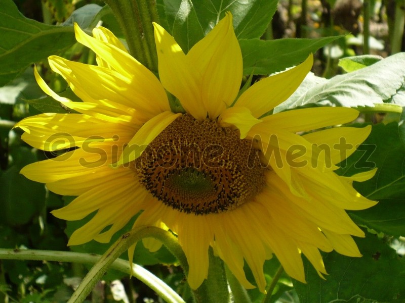 Images/Sonnenblumen_ (03).jpg